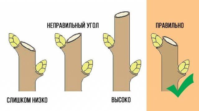 Обрезка пузыреплодника весной схема